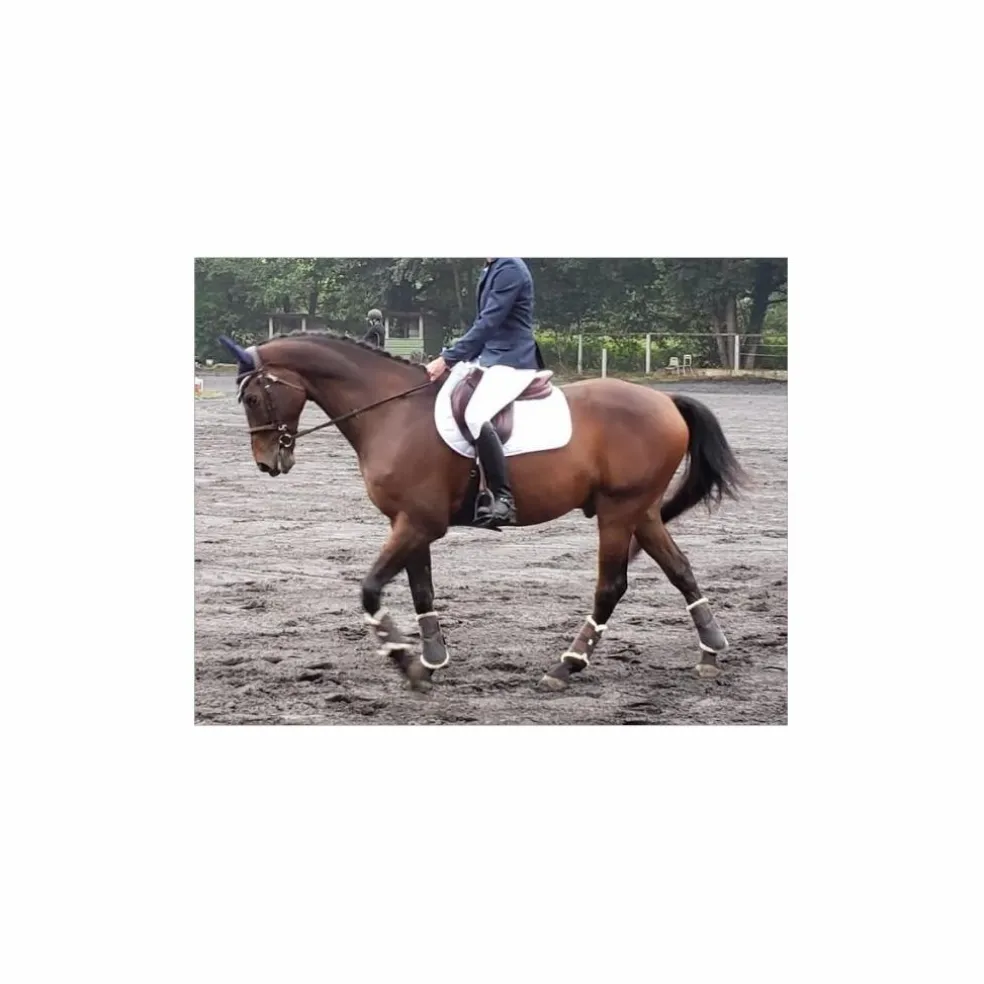 Selle Devoucoux Biarritz S – 2019 – 18" / Quartiers 3A – Parfait État