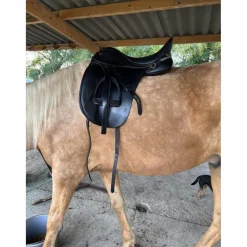 selle dressage kent & Master