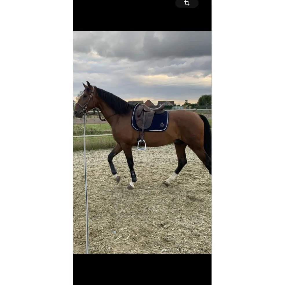 Selle forestier AAchen 17,5