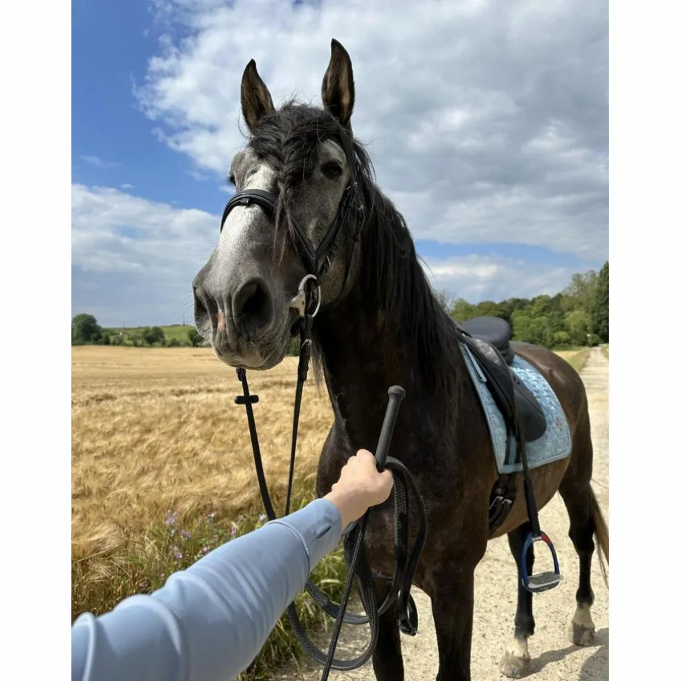 Selle hg dressage 18
