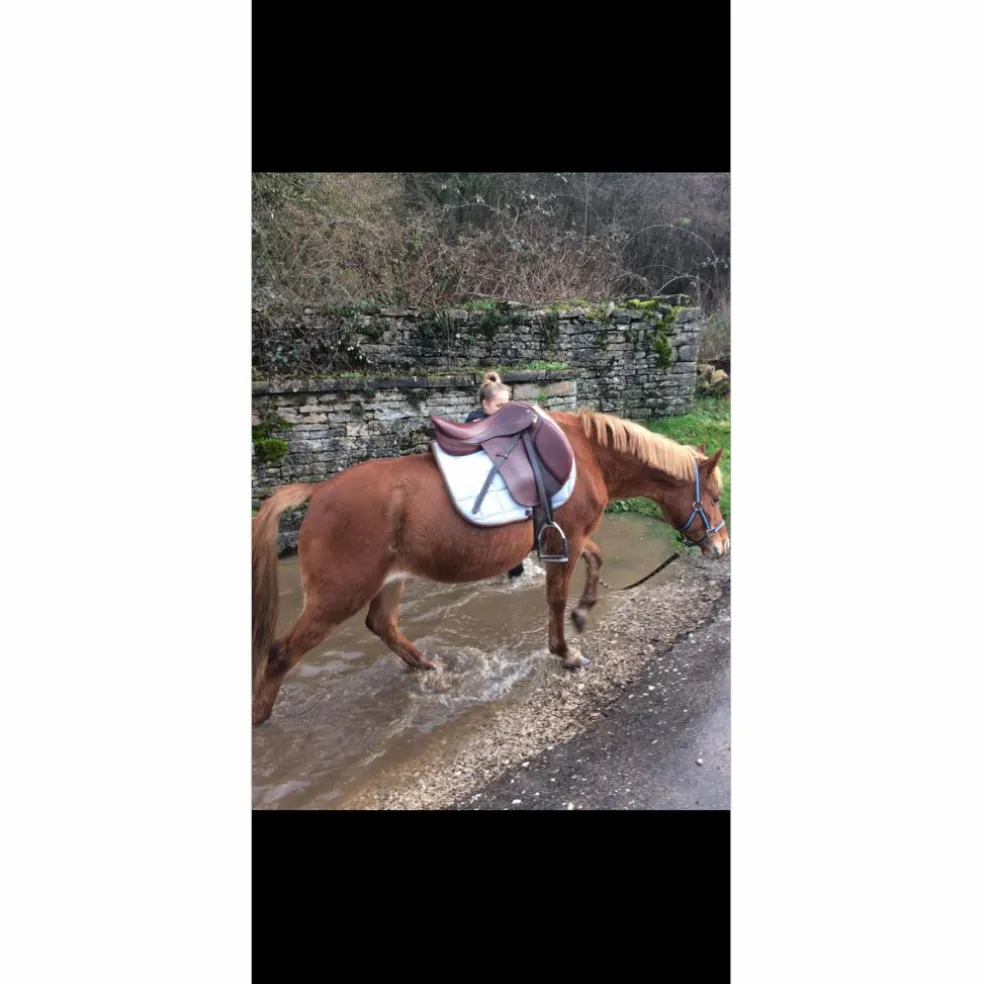 selle horse impact 17pouces