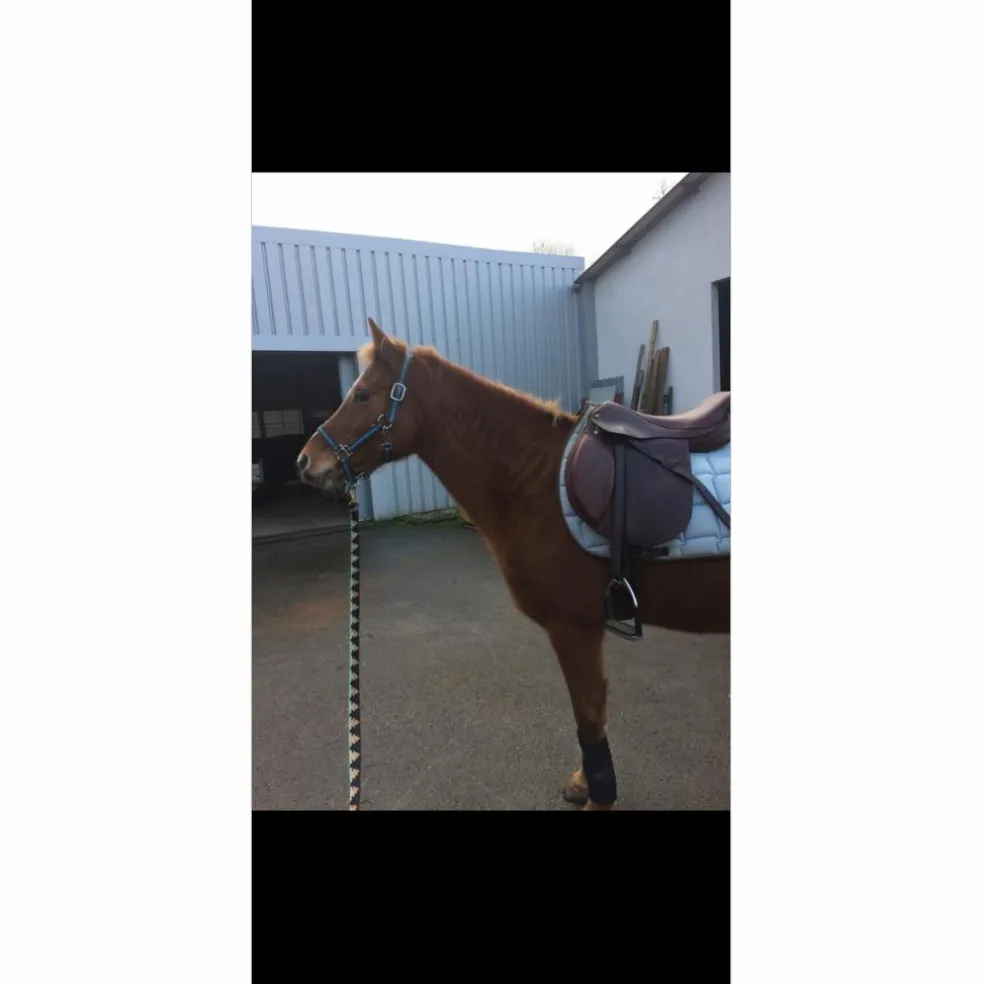 selle horse impact 17pouces