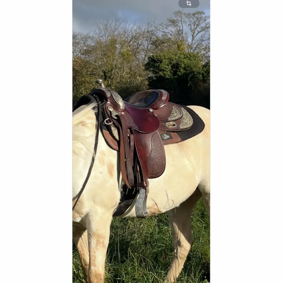 selle western