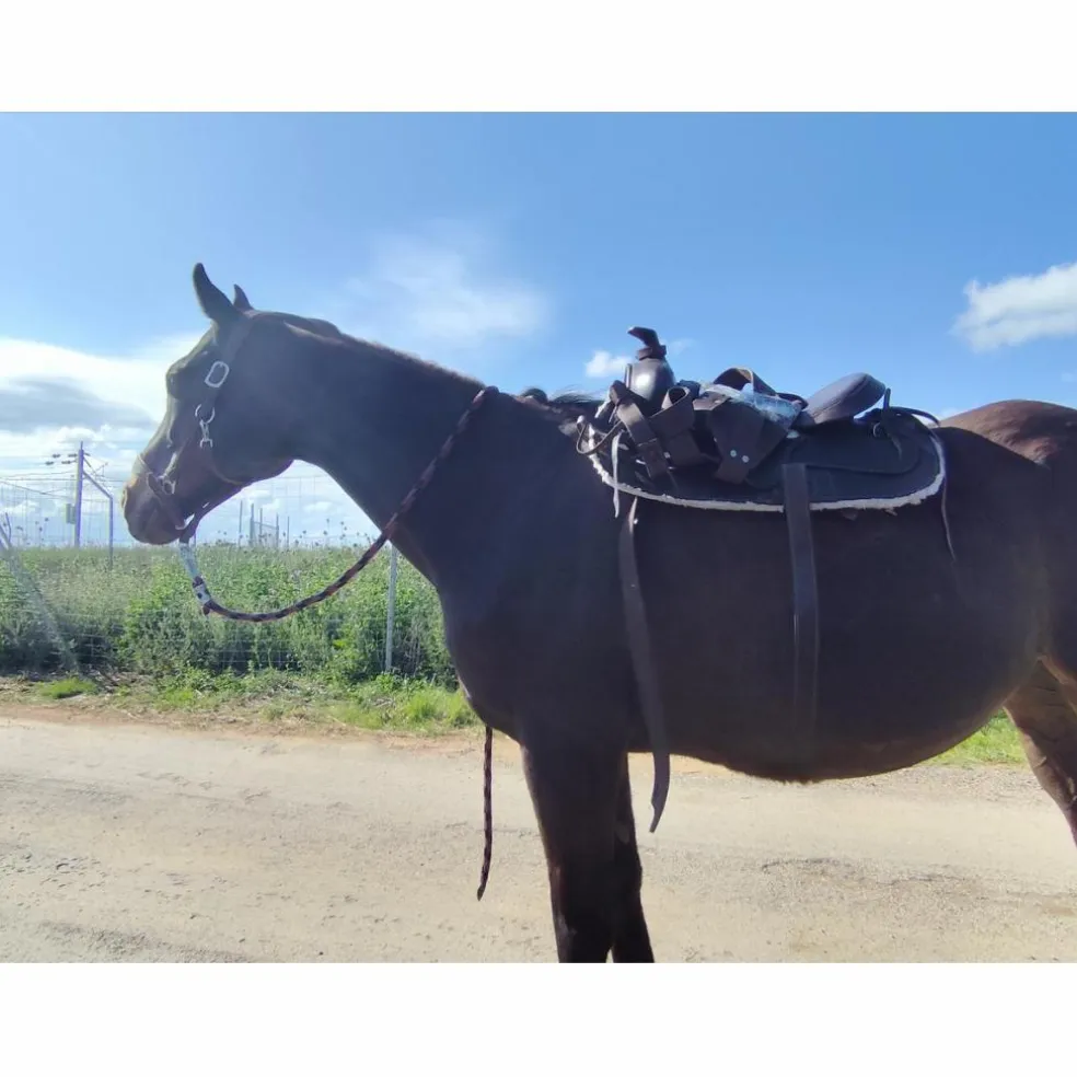 Selle western