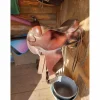 Selle western