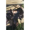 Selle western