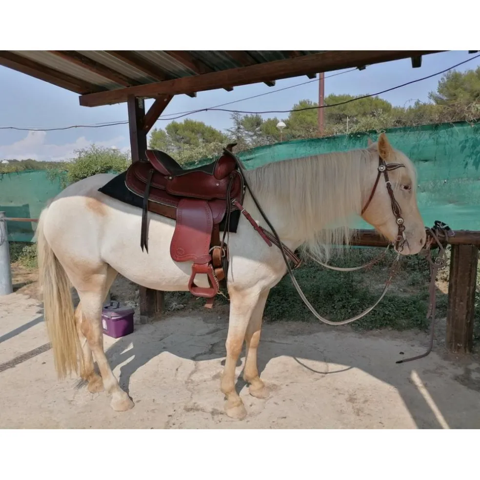 Selle western CONTINENTAL toute équipée + bride + collier neufs