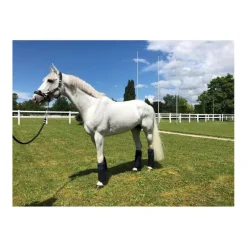 Support ligamentaire stable boots - Topaze Anterieur