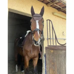 tapis + bonnet kentucky