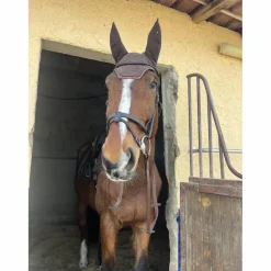 tapis + bonnet kentucky