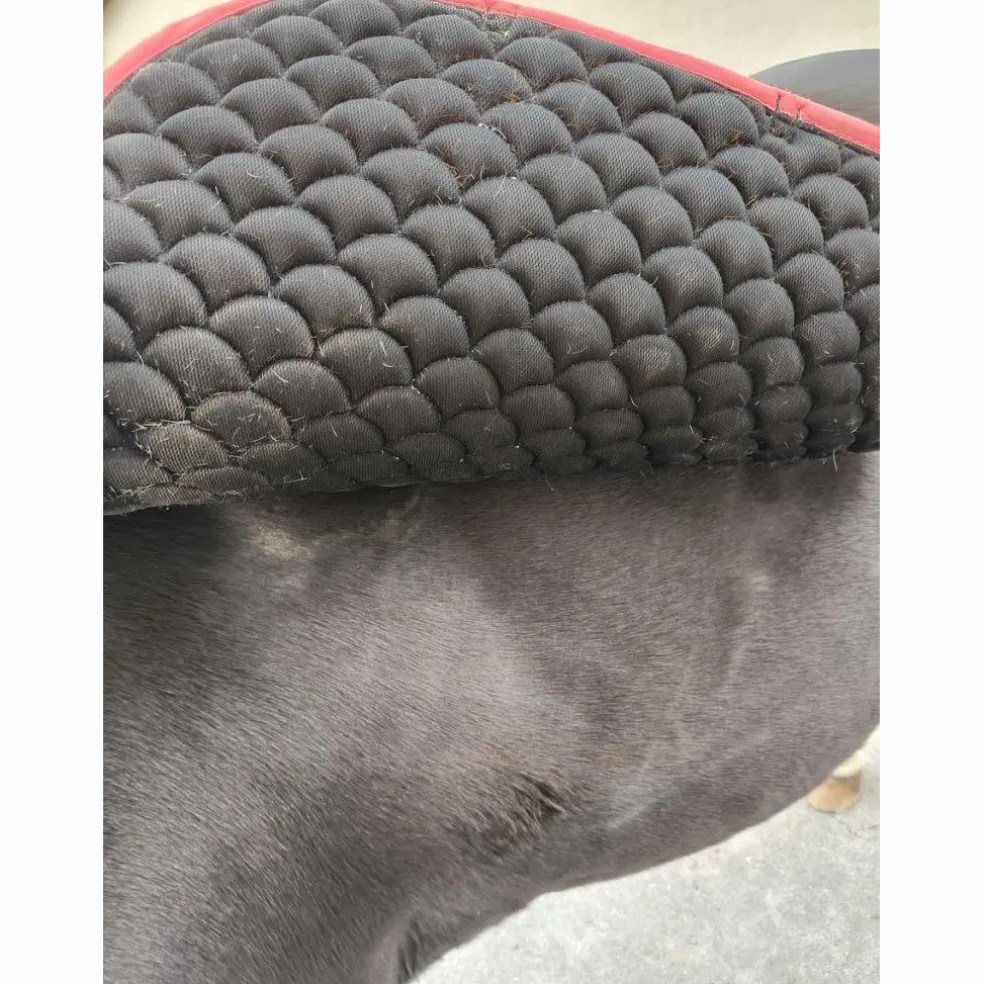 tapis dressage